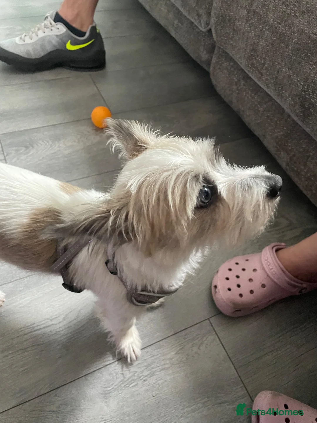 Mixed Breed dogs for sale: Lovely Crossbread Girl - Advert 2
