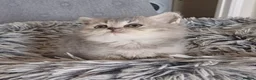 Scottish Fold cats for sale: Stunning TICA Scottish fold and straight kittens   - Advert 13