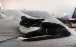 Domestic Shorthair cats for sale: Adorable Tuxedo Cat - Image 1