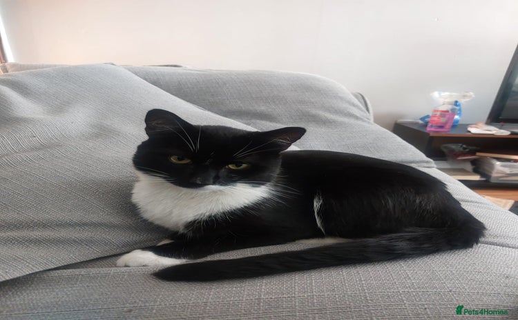 Domestic Shorthair cats - Advert 10