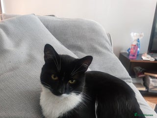 Domestic Shorthair cats - Advert 14