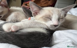 Siamese cats for sale: Kittens for re homing  - Image 11
