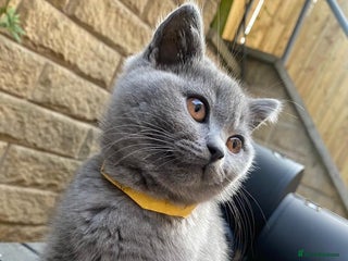 British Shorthair cats - Advert 34