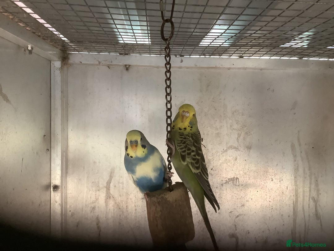 Cockatiels birds for sale: 2025  Cockatiels and Budgies - Image 17