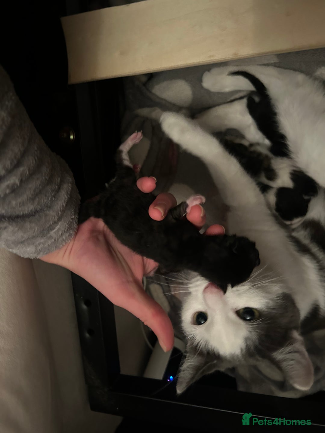 British Shorthair cats for sale: two female black and white kittens - Image 7