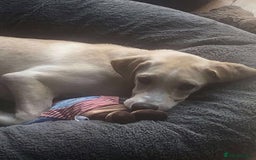Mixed Breed dogs for adoption: **Meet Otello – The Pup with a Sparkle!** - Image 8