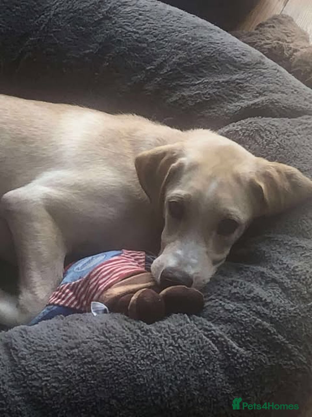Mixed Breed dogs for adoption: **Meet Otello – The Pup with a Sparkle!** - Image 8