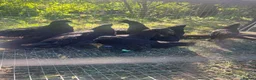 Chickens poultry for sale: Ayam cemani chicks - Advert 8
