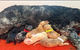 Mixed Breed dogs for sale: Schnoodle Babies 🐾🐾🐾 - Image 18