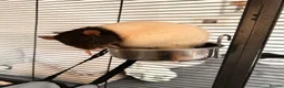 Rat rodents for sale: group of 4 friendly rats (cage+everything incl) - Advert 11