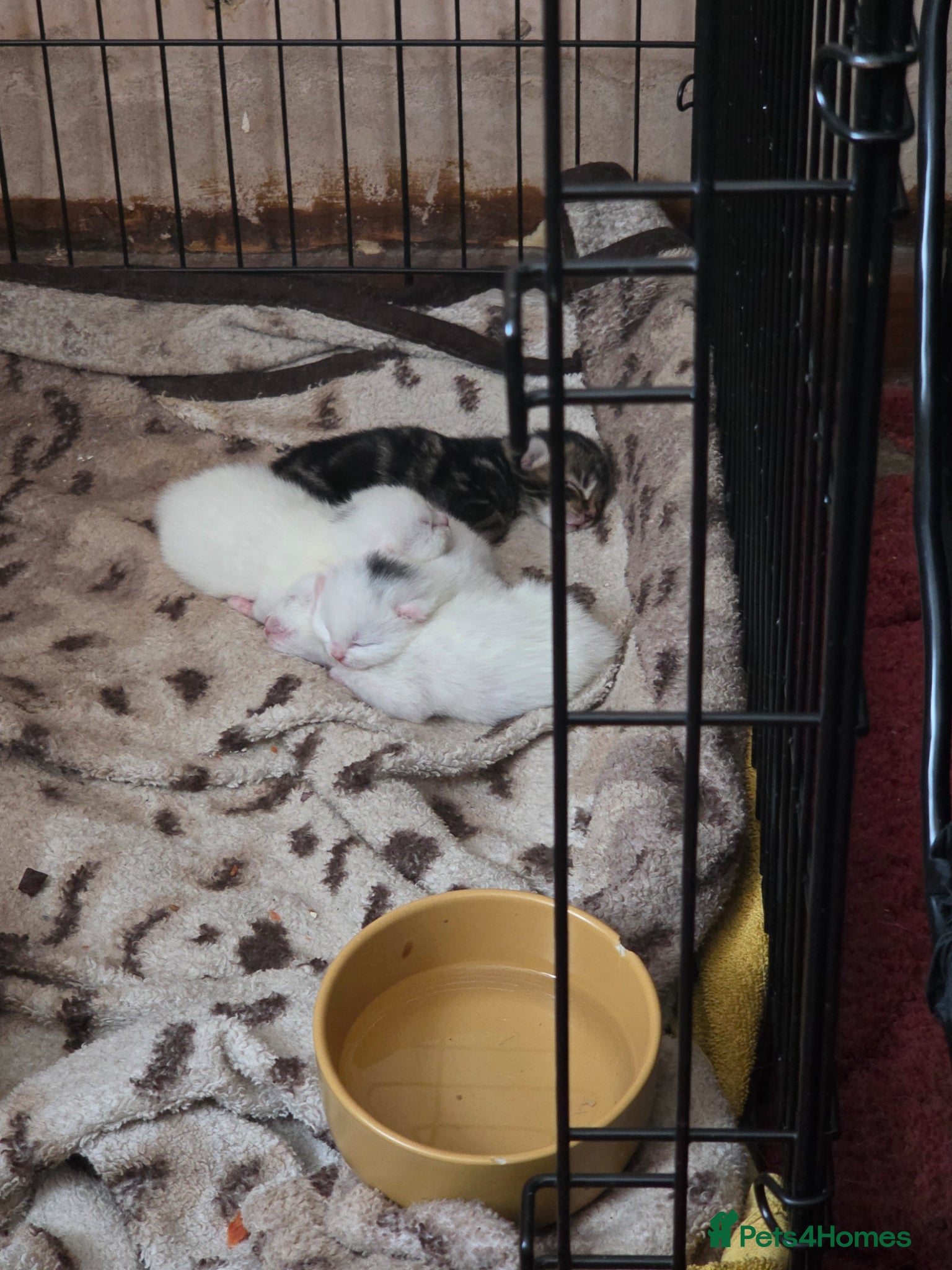 Mixed Breed cats Litter of 4 kittens. - Advert 1