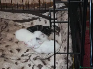 Mixed Breed cats Litter of 4 kittens. - Advert 5