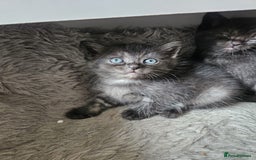 Burmese cats for sale: Beautiful Burmese x British kittens for sale 🤍  - Image 7