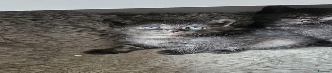 Burmese Kitten 3