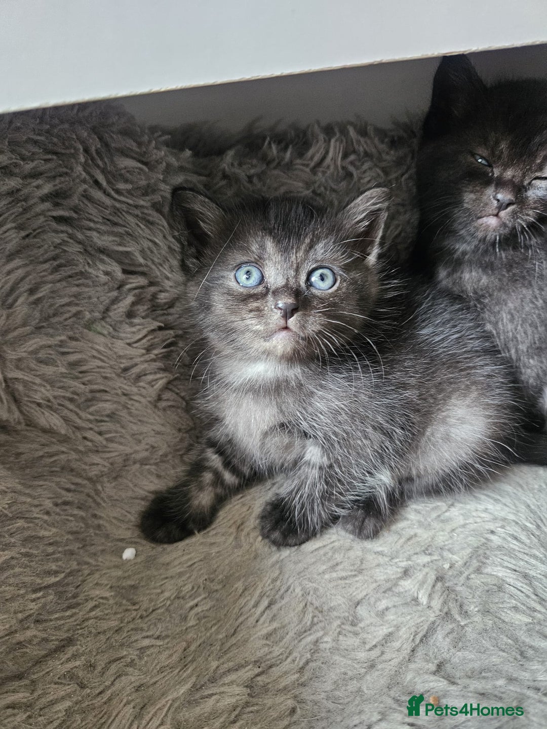 Burmese cats for sale: Beautiful Burmese x British kittens for sale 🤍  - Image 7
