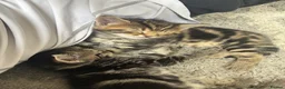 Mixed Breed cats for sale: Mixed breed tabby - Advert 7
