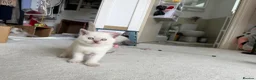 British Shorthair cats for sale: Britishshort hair Pedigree Kittens | DNA Clear  - Advert 25
