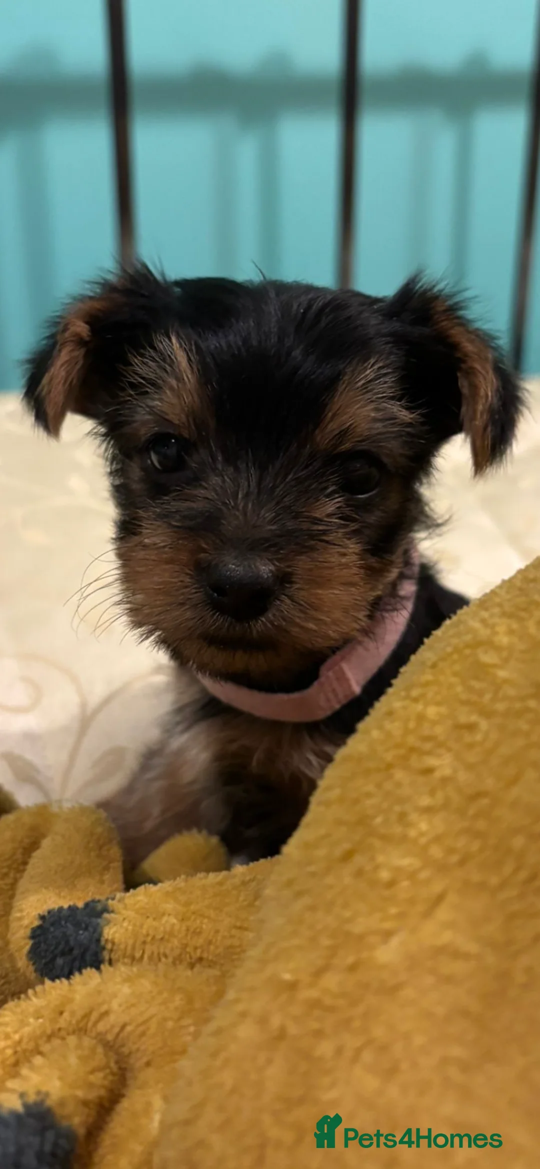 Yorkshire Terrier dogs for sale: 4 Stunning Miniature Yorkshire terriers for sale  - Advert 23