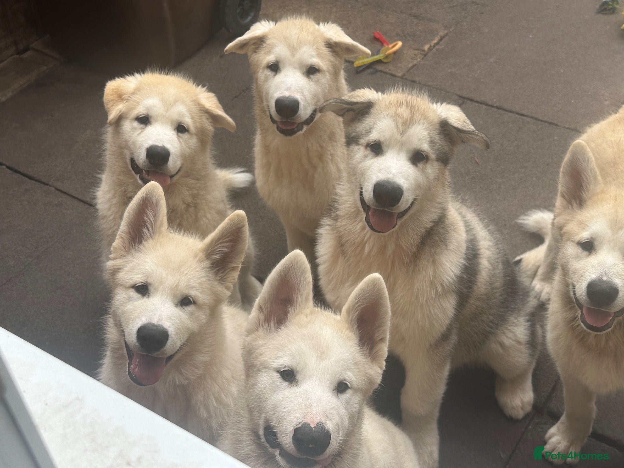 Alaskan Malamute dogs Beauties looking for their Beast - Advert 1
