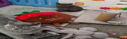British Shorthair cats for sale: British shorthair kitten  - Advert 4