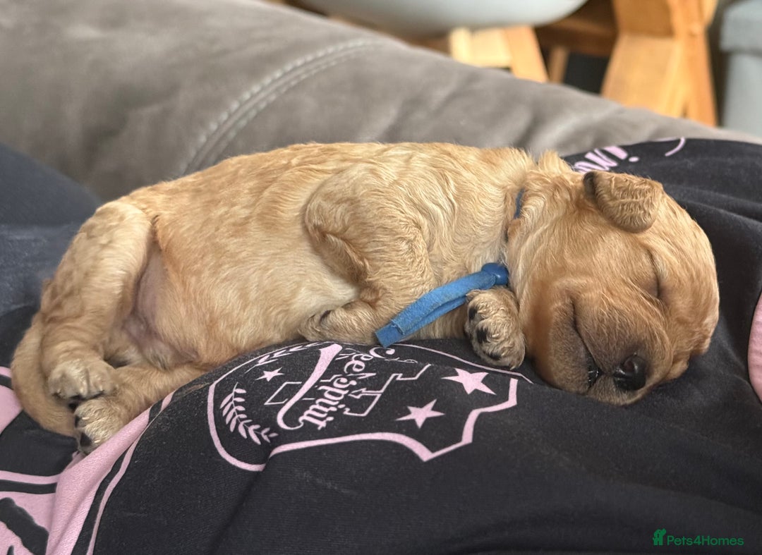 Labradoodle dogs for sale: Beautiful labradoodles  - Advert 26