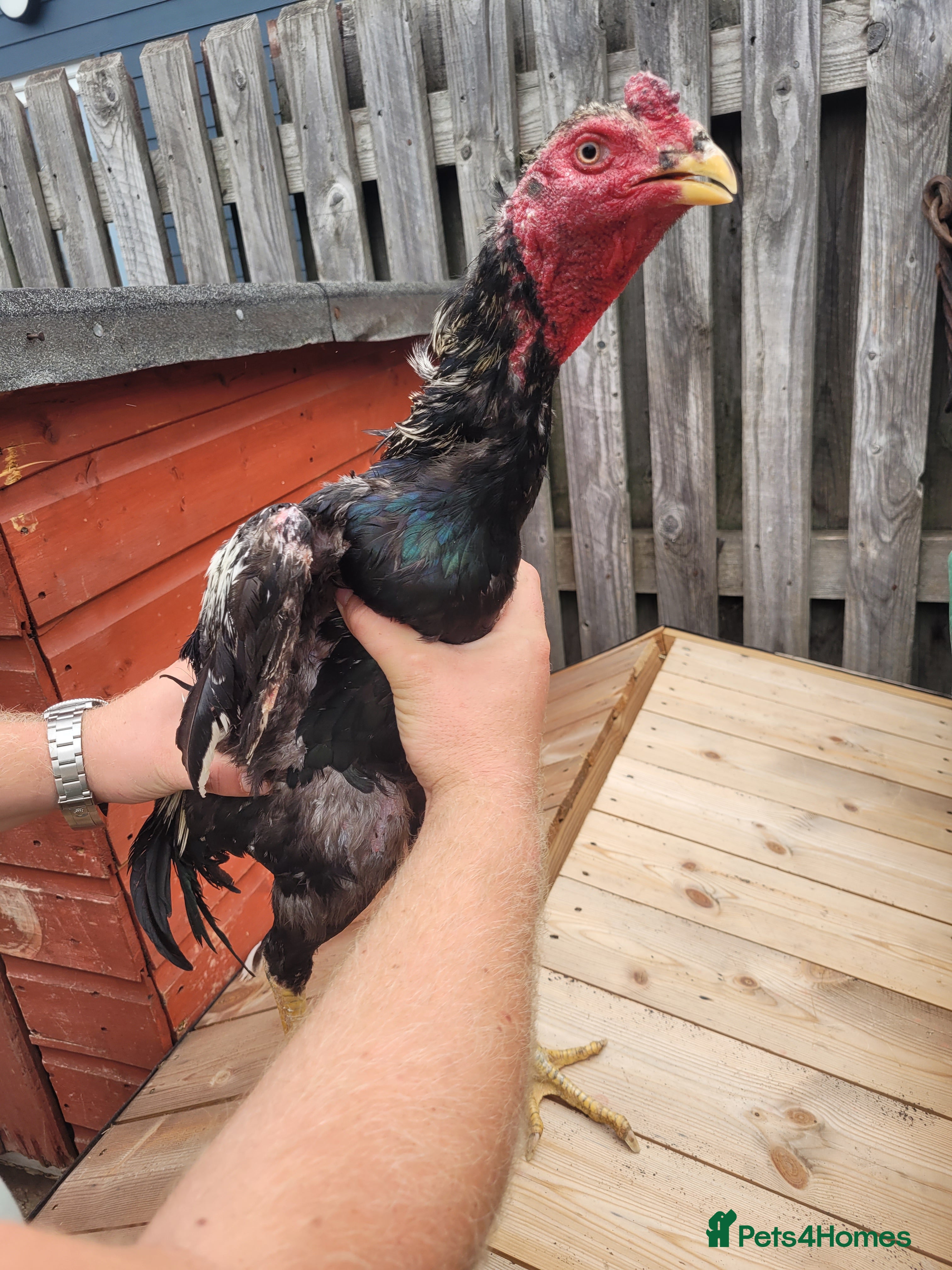 Chickens poultry 3 hens 1 turkish hint cock - Advert 9