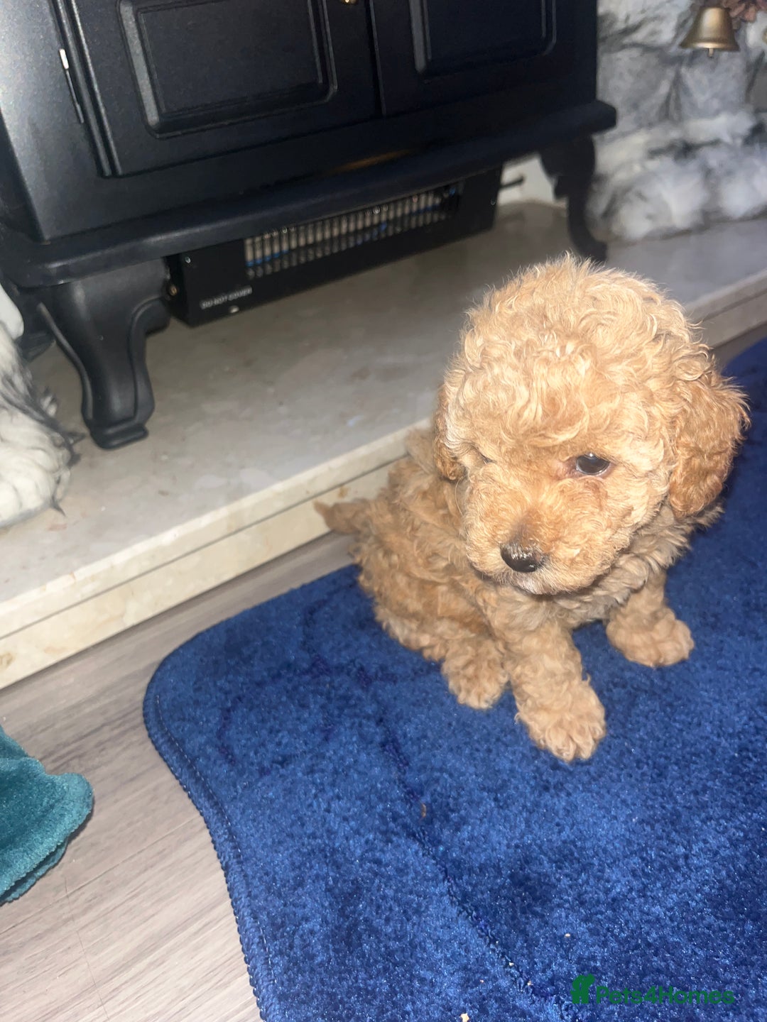 Miniature Poodle dogs for sale: three beautiful miniature poodles🤍🤍 - Advert 3