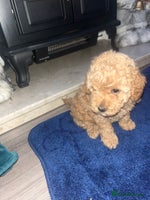 Miniature Poodle dogs three beautiful miniature poodles🤍🤍 - Advert 4