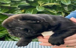 French Bulldog dogs for sale: KC reg pure French Bulldog puppies - Image 11