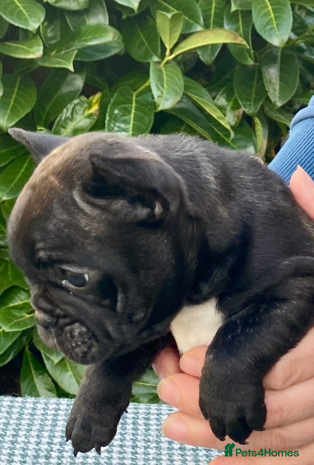 French Bulldog dogs for sale: KC reg pure French Bulldog puppies - Image 11