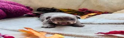 Miniature Dachshund dogs for sale: Beautiful Miniature Dachshund Puppies  - Advert 12