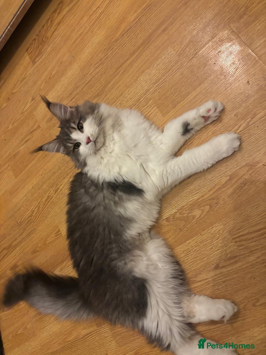 Maine Coon cats for sale: Maine Coon Girl - Advert 1