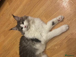 Maine Coon cats Maine Coon Girl - Advert 1