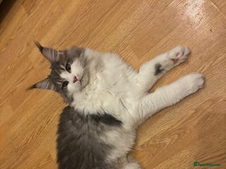 Maine Coon cats Maine Coon Girl - Advert 2