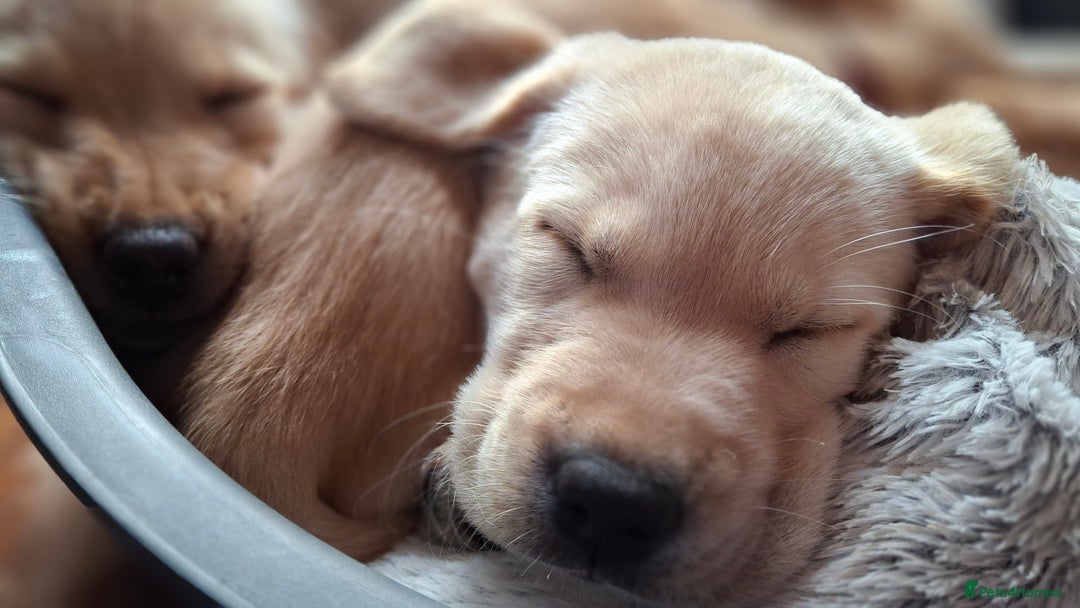 Labrador Retriever dogs for sale: Labrador puppies ready to leave. - Advert 5