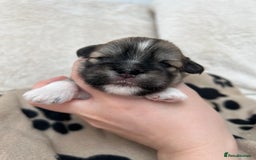 Lhasa Apso dogs for sale: Beautiful Lhasa apso puppies 🐶  - Image 5