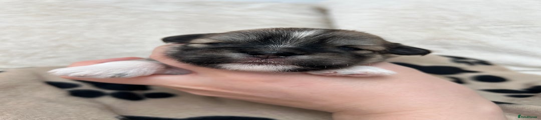 Lhasa Apso Puppy 3