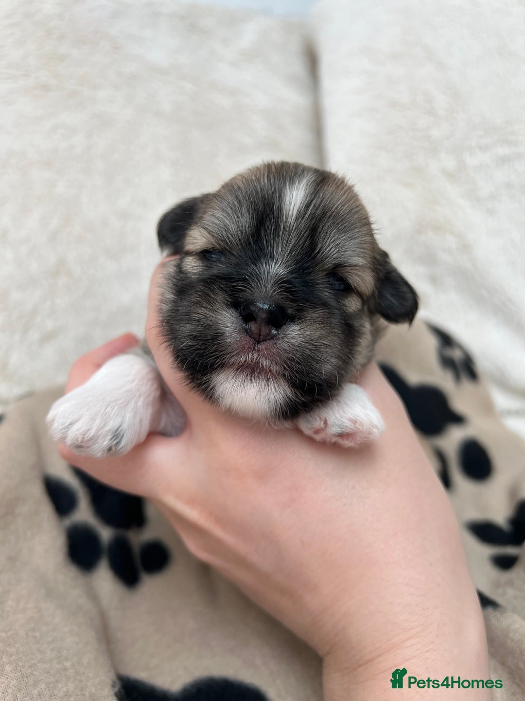 Lhasa Apso dogs for sale: Beautiful Lhasa apso puppies 🐶  - Image 5