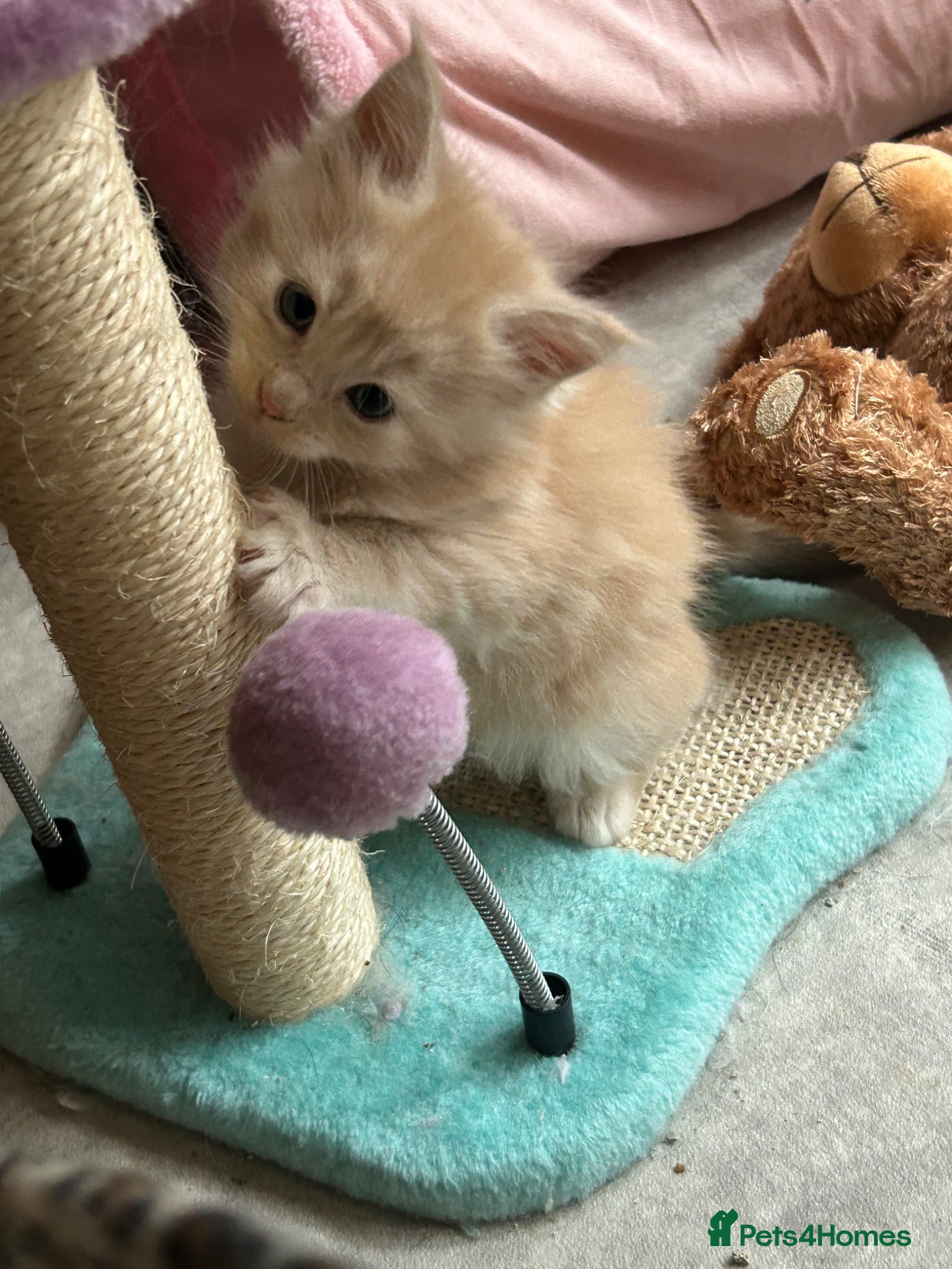 Maine Coon cats 😻😻 STUNNING CREAM MALE MAIN COONS 😻😻 - Advert 16