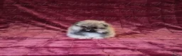 Pomeranian dogs for sale: Ultra Teddy Bear Pomeranian Puppies - Advert 11