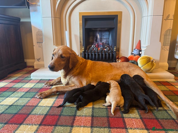Labrador Retriever dogs - Advert 1