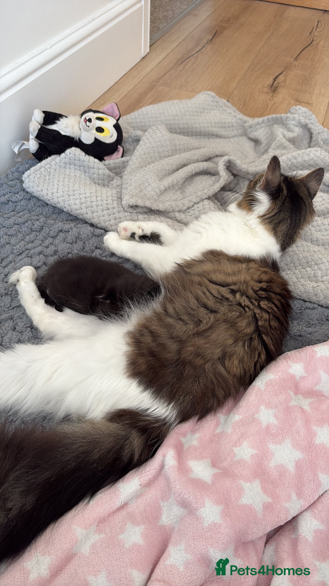 Mixed Breed cats for sale: Little boy cross breed  - Image 3