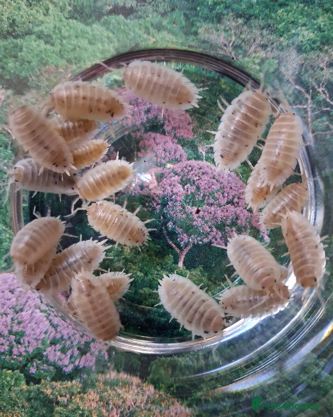 Isopods invertebrates for sale: Swift Woodlice, Porcellio leavis Isopods  - Advert 2