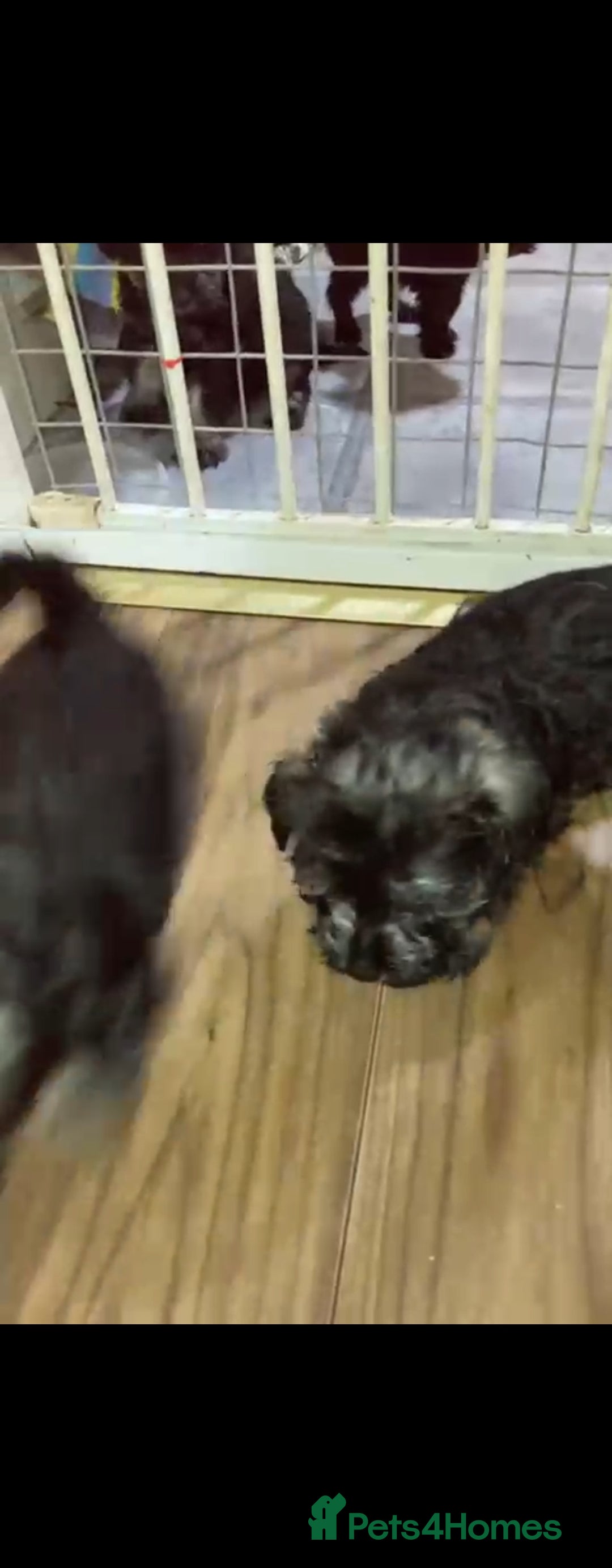 Miniature Schnauzer dogs for sale: MINITURE SCHNAUZER PUPS MIDDLESBROUGH  - Advert 4