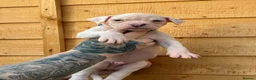 American Bulldog dogs for sale: NEBBR American Bulldog  - Advert 4