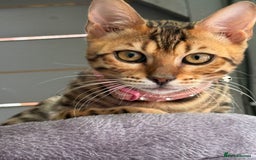 Bengal cats for sale: Boy and a girl bangle Kittin for sale - Image 6