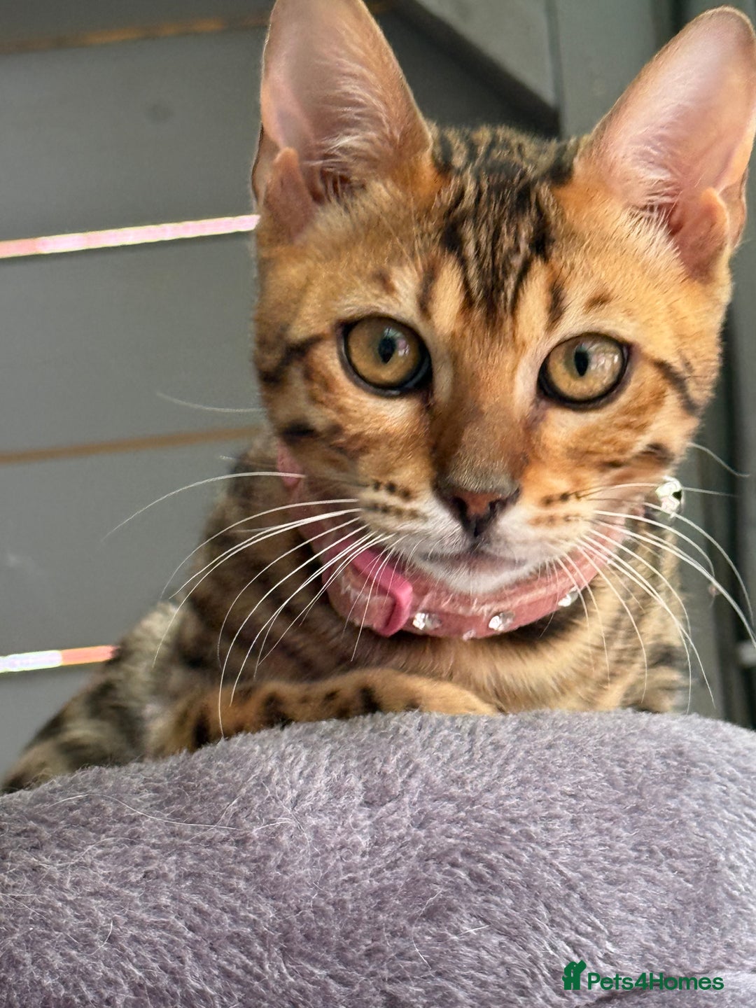 Bengal cats for sale: Boy and a girl bangle Kittin for sale - Image 6