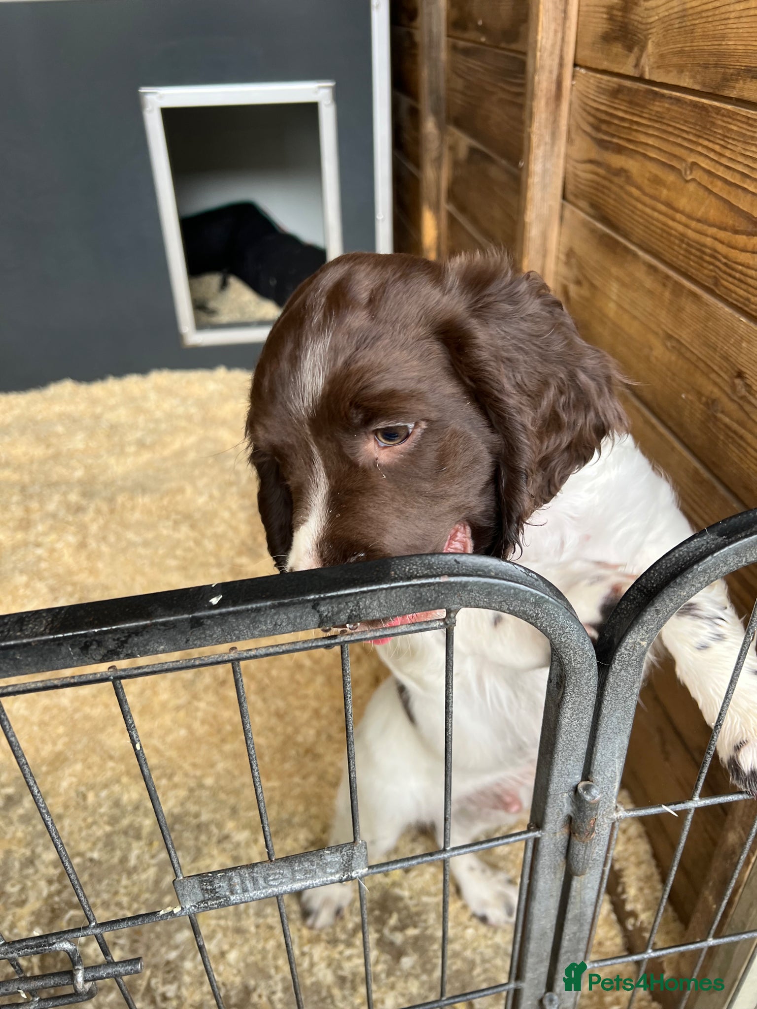 English Springer Spaniel dogs Stunning Springer spaniel kc puppy - Advert 2