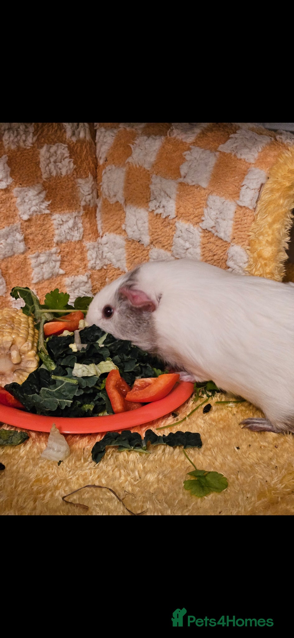 Guinea Pig rodents Two female paired guinea pigs  - Advert 1