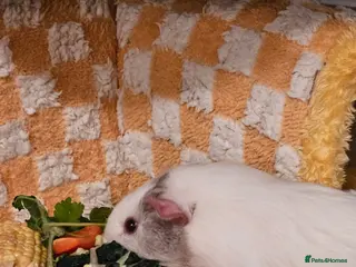 Guinea Pig rodents Two female paired guinea pigs - Advert 1